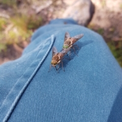 Copidapha maculiventris (March fly) at Mt Holland - 27 Jan 2023 by danswell