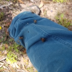 Copidapha maculiventris at Tinderry, NSW - 27 Jan 2023 03:02 PM