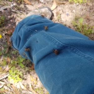 Copidapha maculiventris at Tinderry, NSW - 27 Jan 2023 03:02 PM