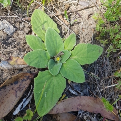 Cymbonotus sp. (preissianus or lawsonianus) (Bears Ears) at Tinderry, NSW - 27 Jan 2023 by danswell