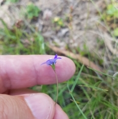 Wahlenbergia gracilis (Australian Bluebell) at Tinderry, NSW - 27 Jan 2023 by danswell