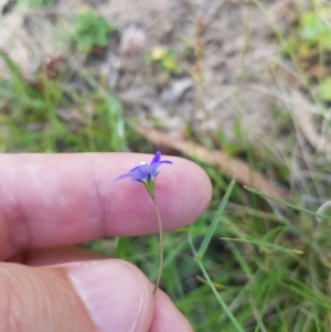 Wahlenbergia gracilis at Tinderry, NSW - 27 Jan 2023 03:01 PM