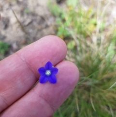 Wahlenbergia gracilis at Tinderry, NSW - 27 Jan 2023 03:01 PM