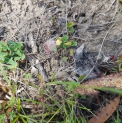 Wahlenbergia gracilis at Tinderry, NSW - 27 Jan 2023