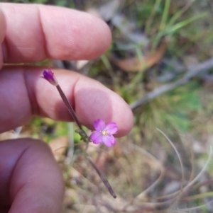 Epilobium billardiereanum at Tinderry, NSW - 27 Jan 2023 02:59 PM