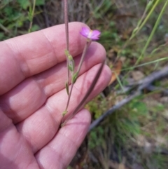 Epilobium billardiereanum at Tinderry, NSW - 27 Jan 2023 02:59 PM