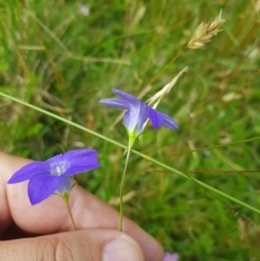 Wahlenbergia stricta subsp. stricta (Tall Bluebell) at Tinderry, NSW - 27 Jan 2023 by danswell