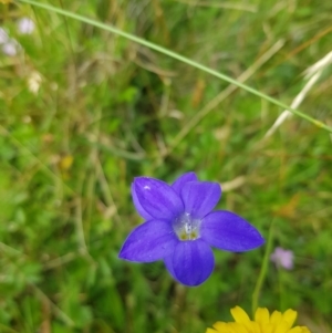 Wahlenbergia stricta subsp. stricta at Tinderry, NSW - 27 Jan 2023