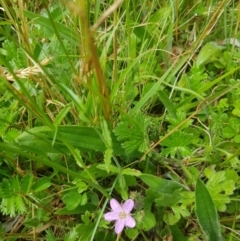 Wahlenbergia stricta subsp. stricta at Tinderry, NSW - 27 Jan 2023