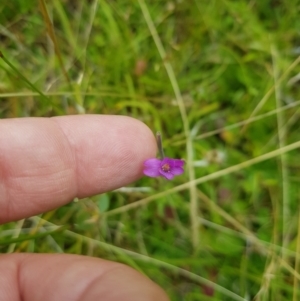 Epilobium billardiereanum at Tinderry, NSW - 27 Jan 2023