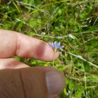 Wahlenbergia multicaulis (Tadgell's Bluebell) at Tinderry, NSW - 27 Jan 2023 by danswell