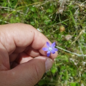 Wahlenbergia multicaulis at Tinderry, NSW - 27 Jan 2023