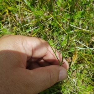 Wahlenbergia multicaulis at Tinderry, NSW - 27 Jan 2023