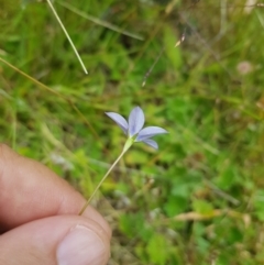 Wahlenbergia gracilis (Australian Bluebell) at Tinderry, NSW - 27 Jan 2023 by danswell