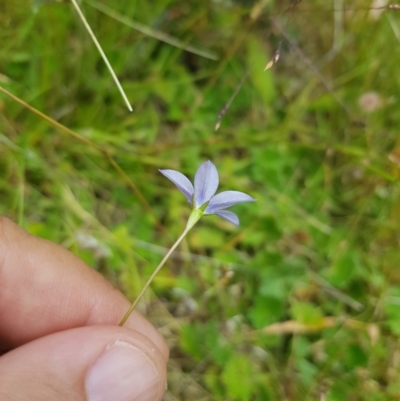 Wahlenbergia gracilis (Australian Bluebell) at Tinderry, NSW - 27 Jan 2023 by danswell