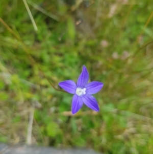 Wahlenbergia gracilis at Tinderry, NSW - 27 Jan 2023