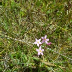 Centaurium sp. (Centaury) at Tinderry, NSW - 27 Jan 2023 by danswell