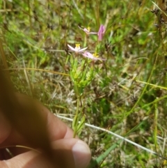 Centaurium sp. at Tinderry, NSW - 27 Jan 2023 01:44 PM