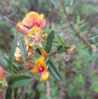 Podolobium alpestre (Shaggy Alpine Pea) at Tinderry, NSW - 27 Jan 2023 by danswell