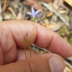 Wahlenbergia capillaris (Tufted Bluebell) at Tinderry, NSW - 27 Jan 2023 by danswell