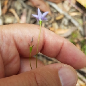 Wahlenbergia capillaris at Tinderry, NSW - 27 Jan 2023 01:07 PM