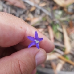 Wahlenbergia capillaris at Tinderry, NSW - 27 Jan 2023 01:07 PM