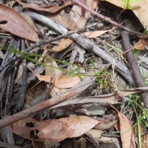 Wahlenbergia capillaris at Tinderry, NSW - 27 Jan 2023 01:07 PM