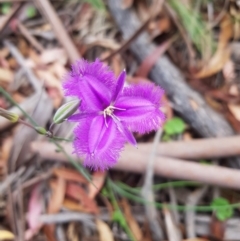 Thysanotus tuberosus subsp. tuberosus (Common Fringe-lily) at Tinderry, NSW - 27 Jan 2023 by danswell