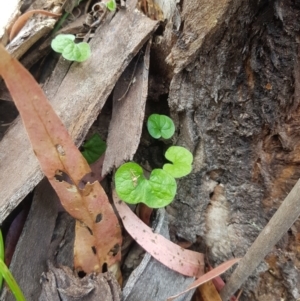 Dichondra repens at Tinderry, NSW - 27 Jan 2023