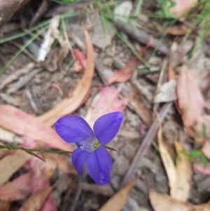 Wahlenbergia capillaris at Tinderry, NSW - 27 Jan 2023