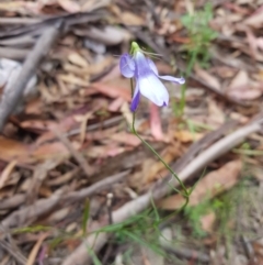 Wahlenbergia capillaris at Tinderry, NSW - 27 Jan 2023