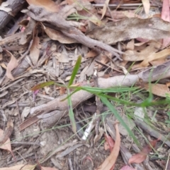 Wahlenbergia capillaris at Tinderry, NSW - 27 Jan 2023