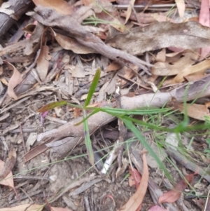 Wahlenbergia capillaris at Tinderry, NSW - 27 Jan 2023