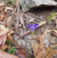 Wahlenbergia capillaris (Tufted Bluebell) at Tinderry, NSW - 27 Jan 2023 by danswell