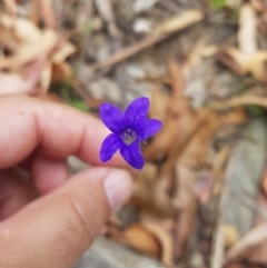 Wahlenbergia capillaris at Tinderry, NSW - 27 Jan 2023 12:47 PM