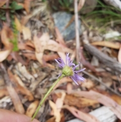 Brachyscome spathulata (Coarse Daisy, Spoon-leaved Daisy) at Jerangle, NSW - 27 Jan 2023 by danswell