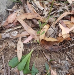 Brachyscome spathulata at Jerangle, NSW - 27 Jan 2023