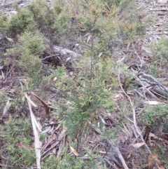 Bossiaea foliosa (Leafy Bossiaea) at Jerangle, NSW - 27 Jan 2023 by danswell