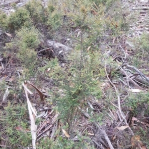 Bossiaea foliosa at Jerangle, NSW - 27 Jan 2023