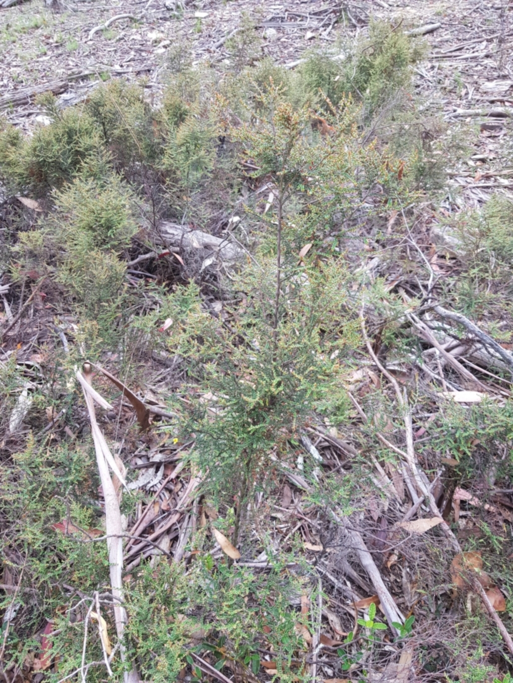 Bossiaea foliosa at Jerangle, NSW - 27 Jan 2023