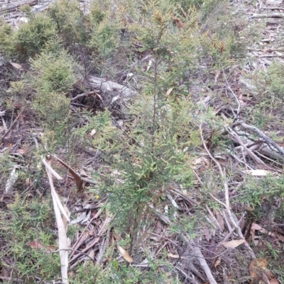 Bossiaea foliosa (Leafy Bossiaea) at Jerangle, NSW - 27 Jan 2023 by danswell