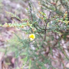 Bossiaea foliosa at Jerangle, NSW - 27 Jan 2023