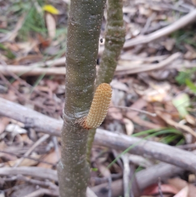 Banksia marginata (Silver Banksia) at Tinderry, NSW - 27 Jan 2023 by danswell