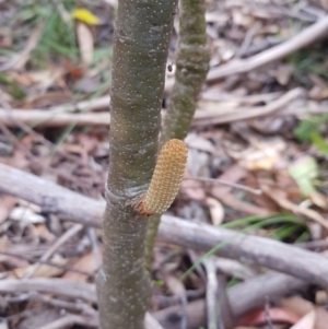 Banksia marginata at Tinderry, NSW - 27 Jan 2023