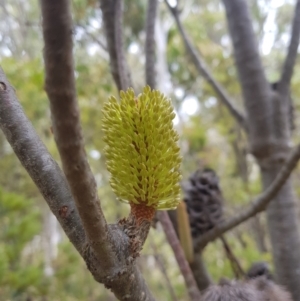 Banksia marginata at Tinderry, NSW - 27 Jan 2023