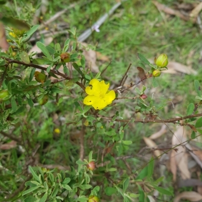 Hibbertia obtusifolia (Grey Guinea-flower) at Tinderry, NSW - 27 Jan 2023 by danswell