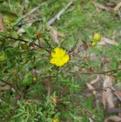 Hibbertia obtusifolia (Grey Guinea-flower) at Tinderry, NSW - 27 Jan 2023 by danswell