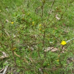 Hibbertia obtusifolia at Tinderry, NSW - 27 Jan 2023 12:27 PM