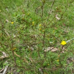 Hibbertia obtusifolia at Tinderry, NSW - 27 Jan 2023