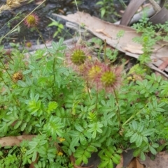 Acaena novae-zelandiae (Bidgee Widgee) at Tinderry, NSW - 27 Jan 2023 by danswell